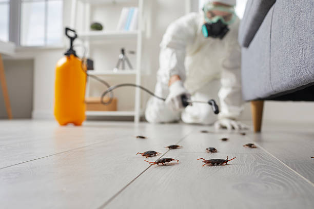 Commercial Rodent Management in Avila Beach